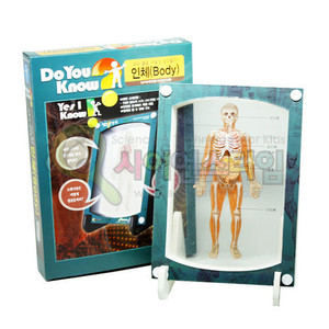 3D액자 만들기 [인체] / 소화기, 근육, 뼈